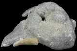 Partial Crystal Filled Fossil Whelk - Rucks Pit, FL #69065-3